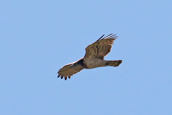 Extremadura - Slangenarend